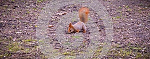 Red squirrel runs through the spring forest