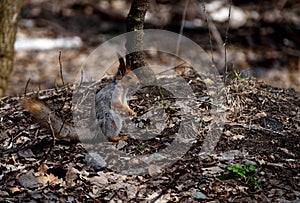 Red squirrel. Russia.