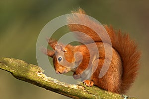 Red Squirrel (Sciurus vulgaris)