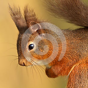 Red Squirrel (Sciurus vulgaris)