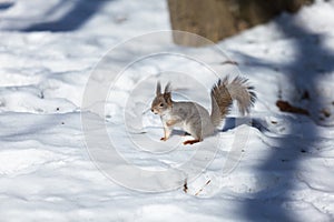 Red squirrel - Sciurus Vulgaris