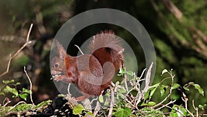 Red Squirrel,  sciurus vulgaris, Adult Eating Hazelnut, Normandy in France, Real Time