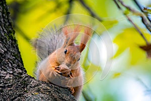 A red squirrel or Sciurus vulgaris also called Eurasian red sguirrel in autumn park forest. Autumn squirrel portrait