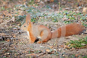 Red squirrel, Sciurus vulgaris. The animal runs around on the ground looking for acorns and nuts