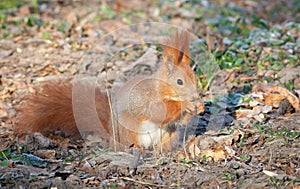 Red squirrel, Sciurus vulgaris. An animal sits on the ground and eats an acorn