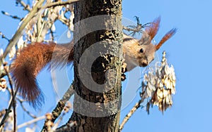 Red squirrel, Sciurus vulgaris. An animal sits high up in a tree on a branch looking down