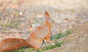 Red squirrel, Sciurus vulgaris. The animal is sitting on the ground near a tree, looking intently