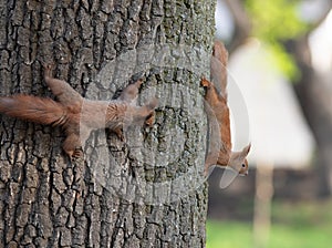 Red squirrel, Sciurus vulgaris. The animals chase each other down the trunk of the tree