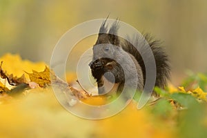 Red squirrel Sciurus vulgaris black color eurasian cute darling forest meadow animal in nature eyes beautiful loving