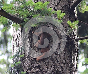 Red squirrel