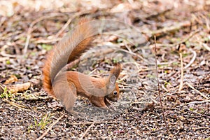 Red squirrel Sciurus vulgaris close up view