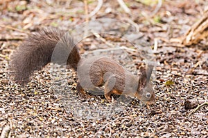 Red squirrel Sciurus vulgaris close up view