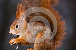 Red squirrel Sciurus vulgaris close up view