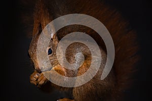 Red squirrel Sciurus vulgaris close up view