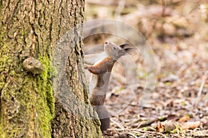 Red squirrel Sciurus vulgaris close up view