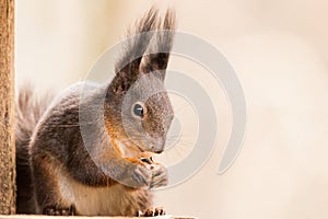 Red squirrel Sciurus vulgaris