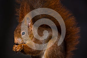 Red squirrel Sciurus vulgaris close up view