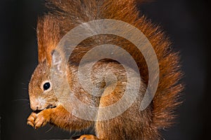 Red squirrel Sciurus vulgaris close up view