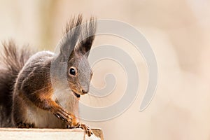 Red squirrel Sciurus vulgaris close up view