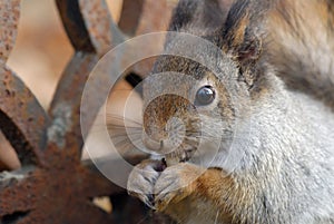 Close-up of red squirrel eating a peanut