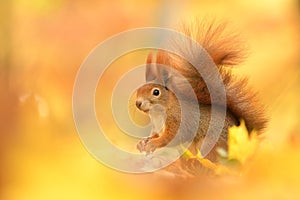 Red squirrel Sciurus vulgaris eurasian cute darling forest meadow animal red rusty in nature eyes beautiful loving, tree