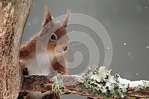 Red Squirrel (Sciurus vulgaris) in Falling Snow