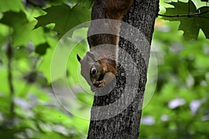 The red squirrel (sciurus vulgaris) hangs on a tree and eats nut