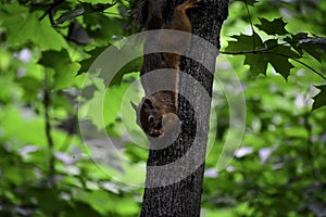 The red squirrel (sciurus vulgaris) hangs on a tree and eats nut