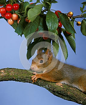 Red Squirrel, sciurus vulgaris, Male standing on Cherry Tree`s Branch