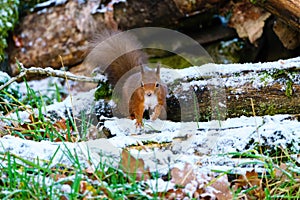 red squirrel (Sciurus vulgaris) moving through some light snow, taken in Scotland