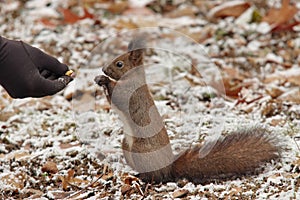 Red squirrel Sciurus vulgaris in park, on winter