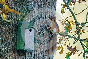 red squirrel (Sciurus vulgaris) part way up a tree next to a bird nest, taken in Scotland