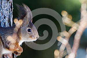 The red squirrel (Sciurus vulgaris) in profile