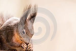 Red squirrel Sciurus vulgaris