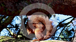 Red squirrel, Sciurus vulgaris, resting, eating on a pine branch with threatened behaviour.