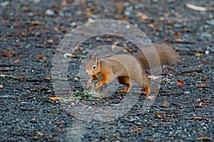 red squirrel (Sciurus vulgaris) running along a gravel path, taken in Scotland