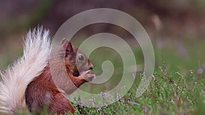 Red squirrel, Sciurus vulgaris, searching for and eating nuts on heather floor on a sunny july in the cairngorm NP, scotland.