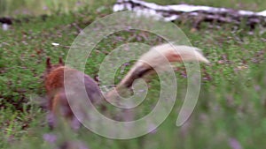 Red squirrel, Sciurus vulgaris, searching for and eating nuts on heather floor on a sunny july in the cairngorm NP, scotland.