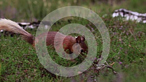 Red squirrel, Sciurus vulgaris, searching for and eating nuts on heather floor on a sunny july in the cairngorm NP, scotland.