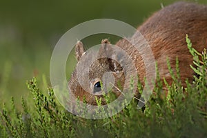 Red squirrel, Sciurus vulgaris, searching for and eating nuts in a pinewood glade during a sunny morning. Caringorm NP, Scotland.