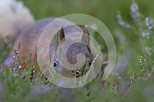 Red squirrel, Sciurus vulgaris, searching for and eating nuts in a pinewood glade during a sunny morning. Caringorm NP, Scotland.