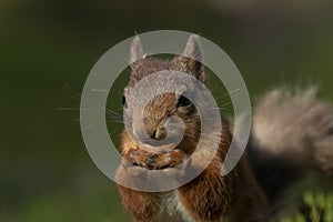 Red squirrel, Sciurus vulgaris, searching for and eating nuts in a pinewood glade during a sunny morning. Caringorm NP, Scotland.