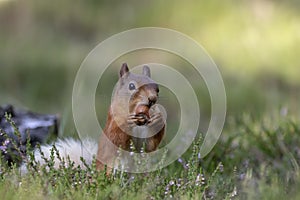 Red squirrel, Sciurus vulgaris, searching for and eating nuts in a pinewood glade during a sunny morning. Caringorm NP, Scotland.