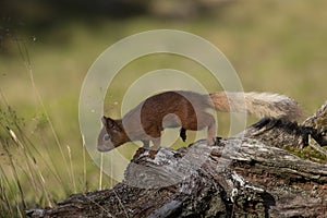 Red squirrel, Sciurus vulgaris, searching for and eating nuts in a pinewood glade during a sunny morning. Caringorm NP, Scotland.