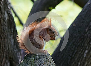 Red squirrel, sciurus vulgaris sitting on a branch and eating wallnut.