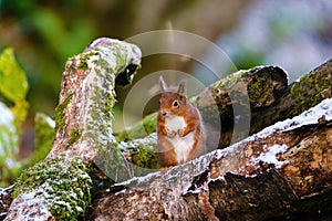 red squirrel (Sciurus vulgaris) sitting on a log with it's paws up, taken in Scotland