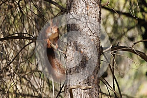 Red squirrel (Sciurus vulgaris) sitting on pine branch looking at camera