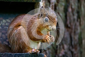 The red squirrel Sciurus vulgaris is a species of tree squirrel