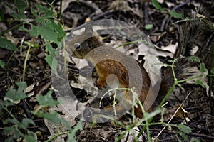 The red squirrel (sciurus vulgaris) stands on a ground and looks for some food