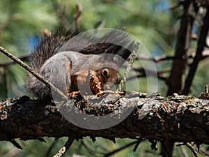 Red Squirrel (Sciurus vulgaris) with summer orange and brown coat sitting on a tree branch and holding in